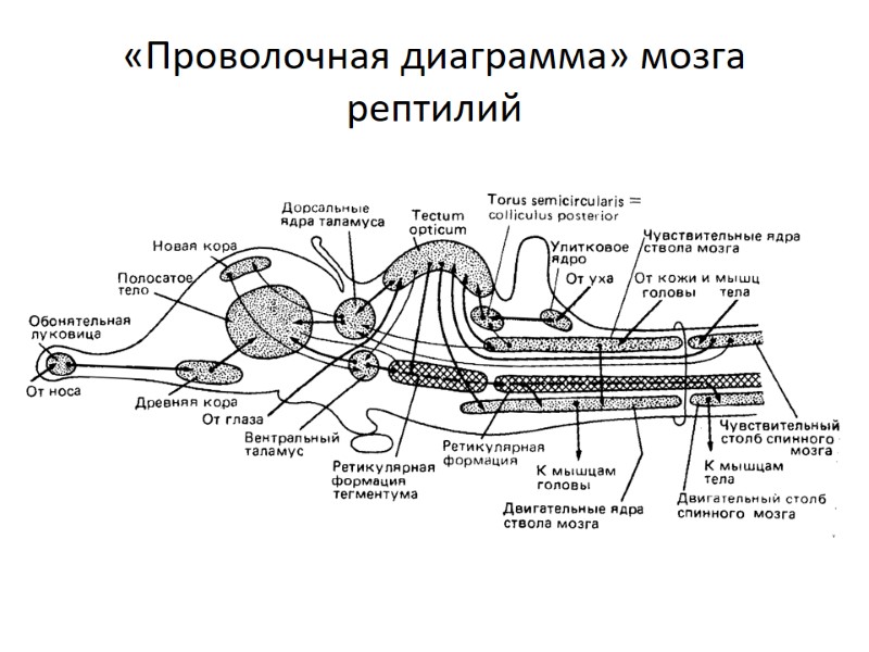 «Проволочная диаграмма» мозга рептилий